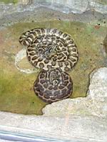 Python tapis, Morelia Spilota variegata (ord Squamates)(ss-ord Ophidiens)(fam Pythonides) (Photo F. Mrugala) (1)